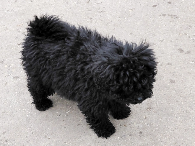 Puli puppy for sale